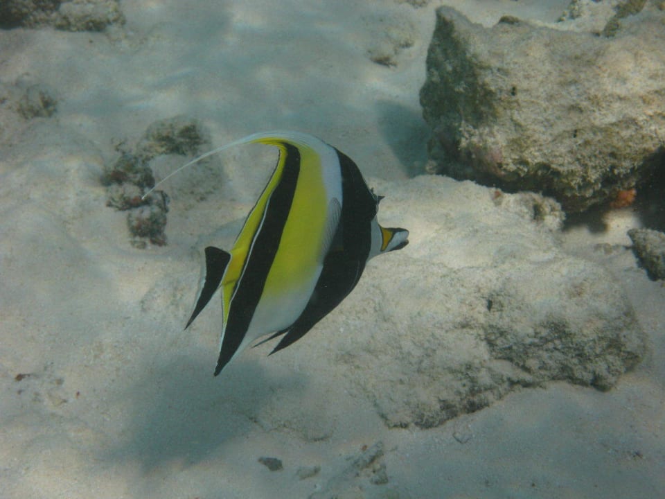 Unterwasserwelt am Hausriff NH Collection Maldives Reethi Resort