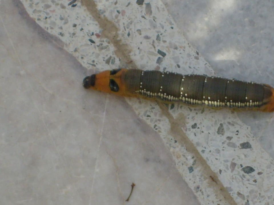 Raupe The Grand Hotel Hurghada