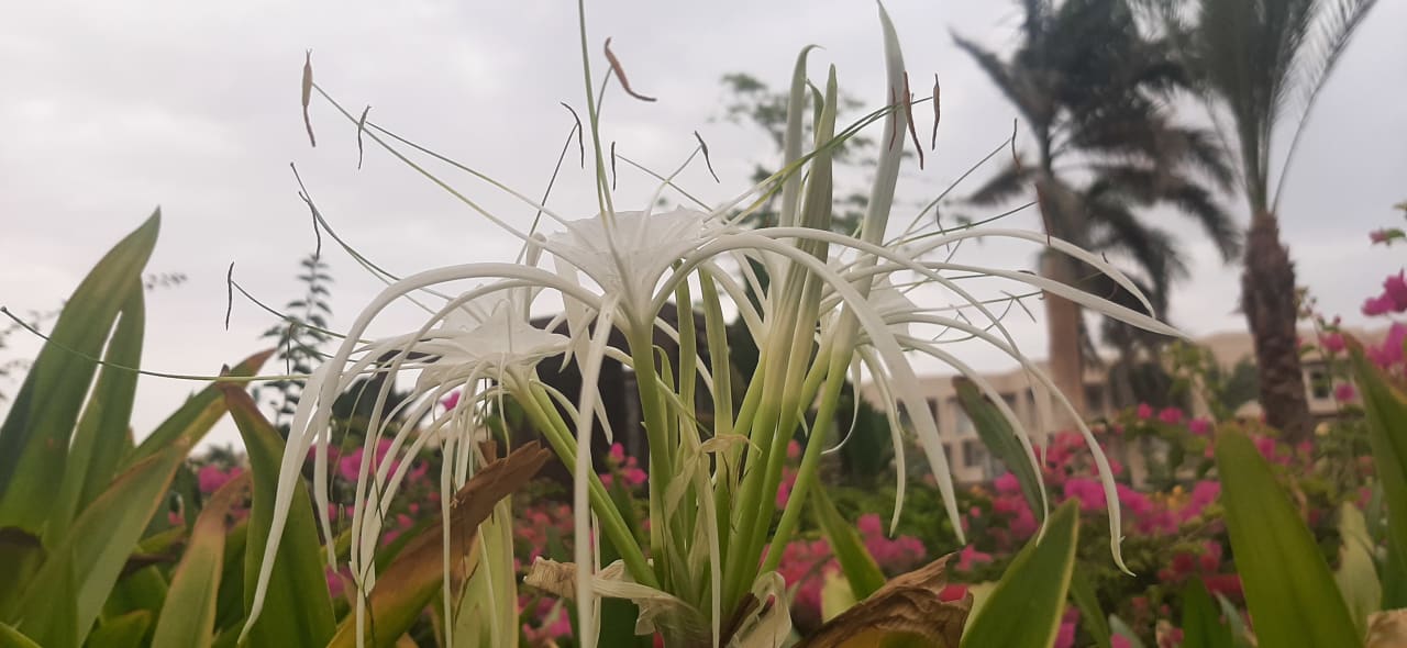 Gartenanlage Steigenberger Resort Ras Soma