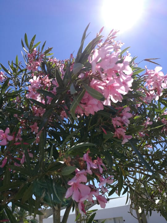 Außenansicht Princess Andriana Resort & Spa