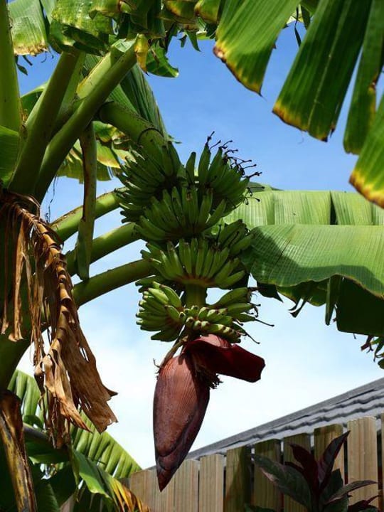 Bananenstaude Kuredu Island Resort & Spa