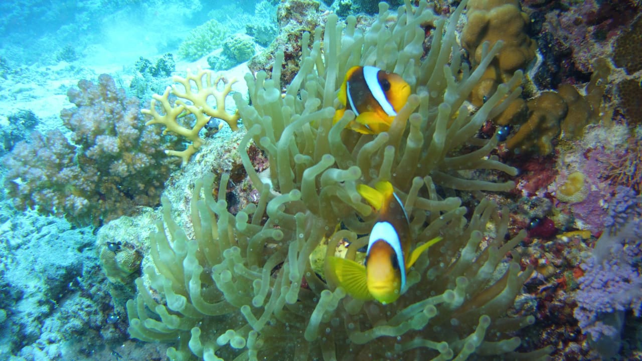 Sport & Freizeit Malikia Resort Abu Dabbab