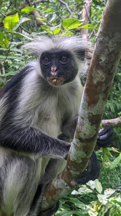 Gartenanlage Hotel Riu Jambo