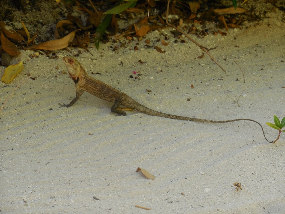 Gekko Komandoo Island Resort & Spa - Adults only