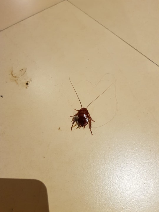 Sonstiges Le Meridien Ile Maurice