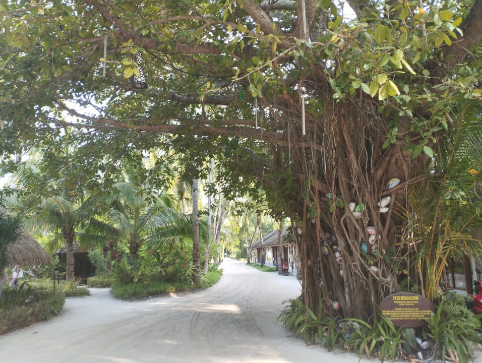 Gartenanlage Kuredu Island Resort & Spa