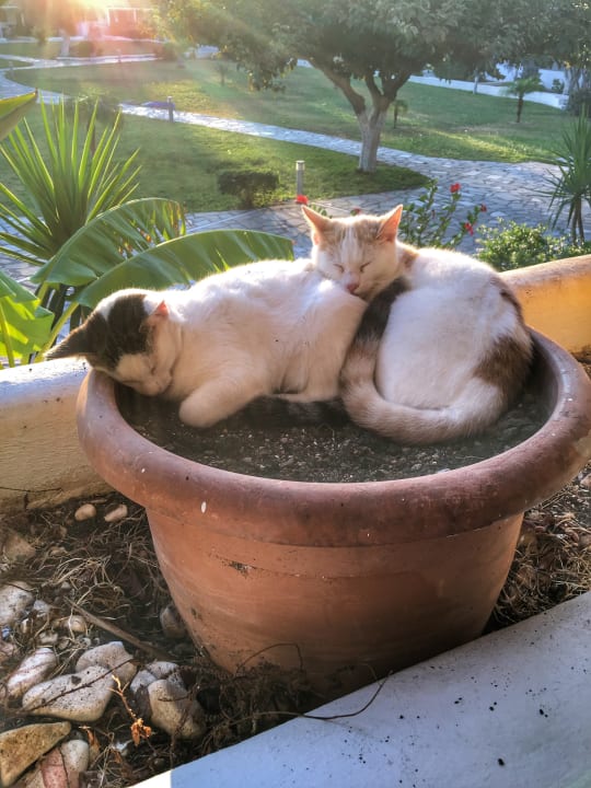 Mehrere Katzen in der Gartenanlage Atlantis Hotel