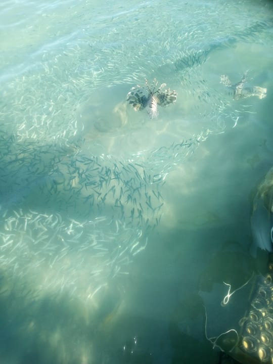 Strand Steigenberger Coraya Beach - Adults only