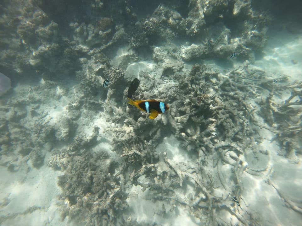 Strand Tropitel Sahl Hasheesh