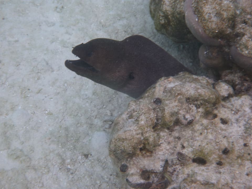 Sport & Freizeit Outrigger Maldives Maafushivaru Resort