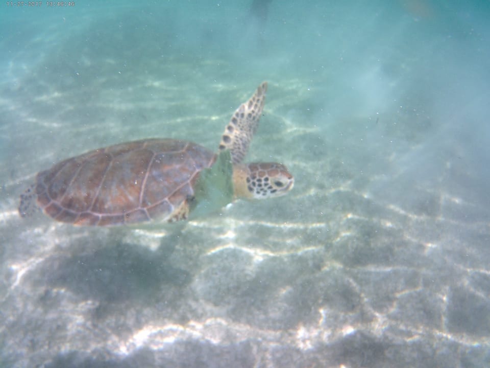 Strand Akumal Bay Beach & Wellness Resort