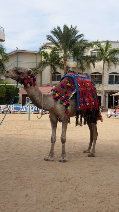 Strand Bella Vista Resort Hurghada