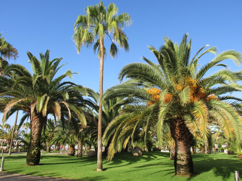 Gartenanlage Hotel Riu Gran Canaria