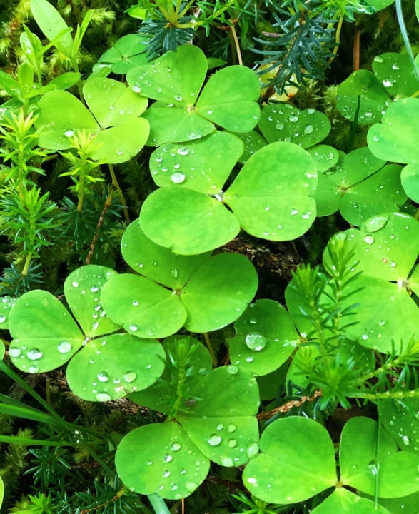 Gartenanlage Hotel Rösslhof