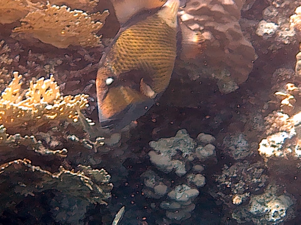 Strand Pickalbatros Palace Hotel-Port Ghalib