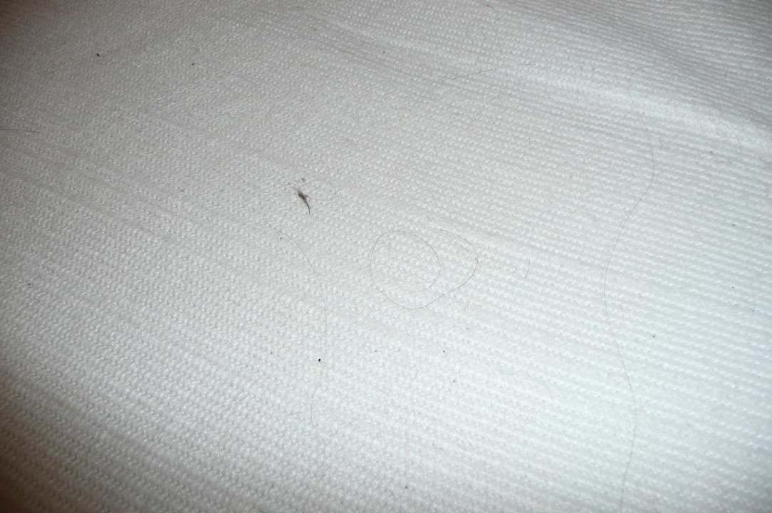 Fremde Haare auf dem Bett Djerba Sun Beach Hotel & Spa