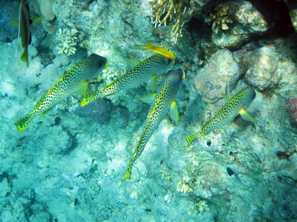 Unterwasser Impressionen Hilton Marsa Alam Nubian Resort