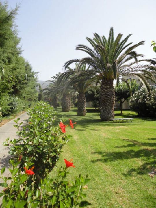 Ogród allsun Hotel Malia Beach