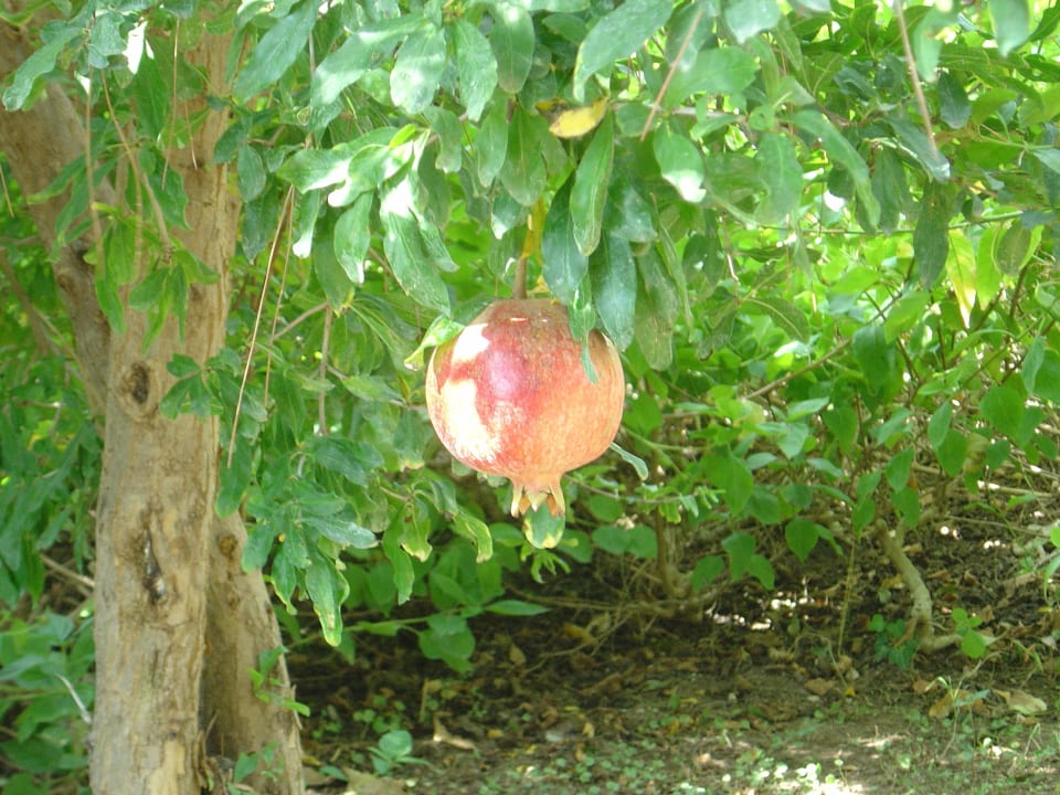 Granatapfel Emelda Sun Club