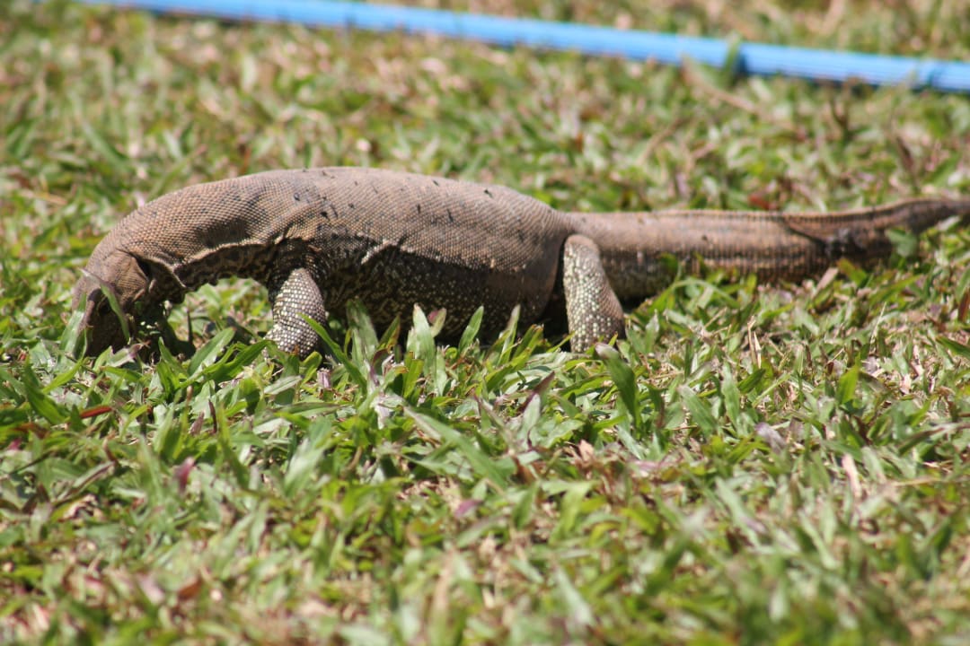 Futtersuche an der Liege Earl’s Reef Beruwala