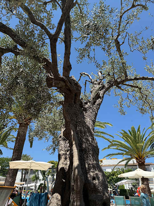 Gartenanlage Alcudia Garden Aparthotel