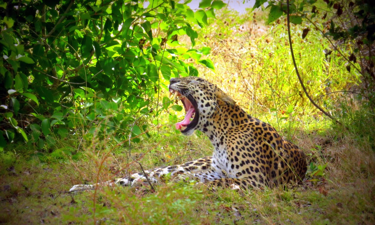 Wildlife Mahoora Tented Safari Camp - Wilpattu