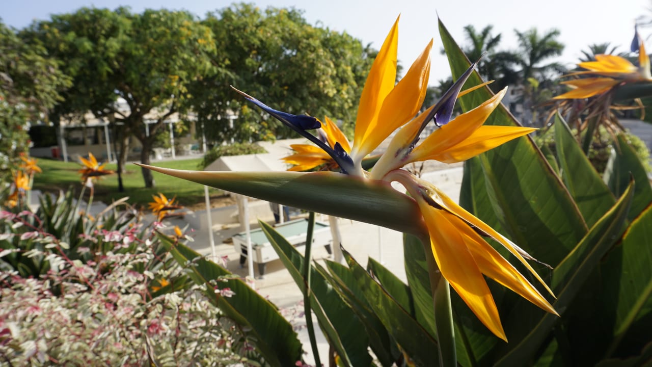 Gartenanlage Alua Suites Fuerteventura