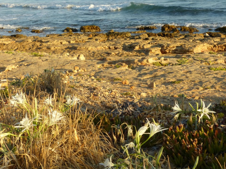 Blick zum Meer Sentido Kyknos Beach Adults Only 16+