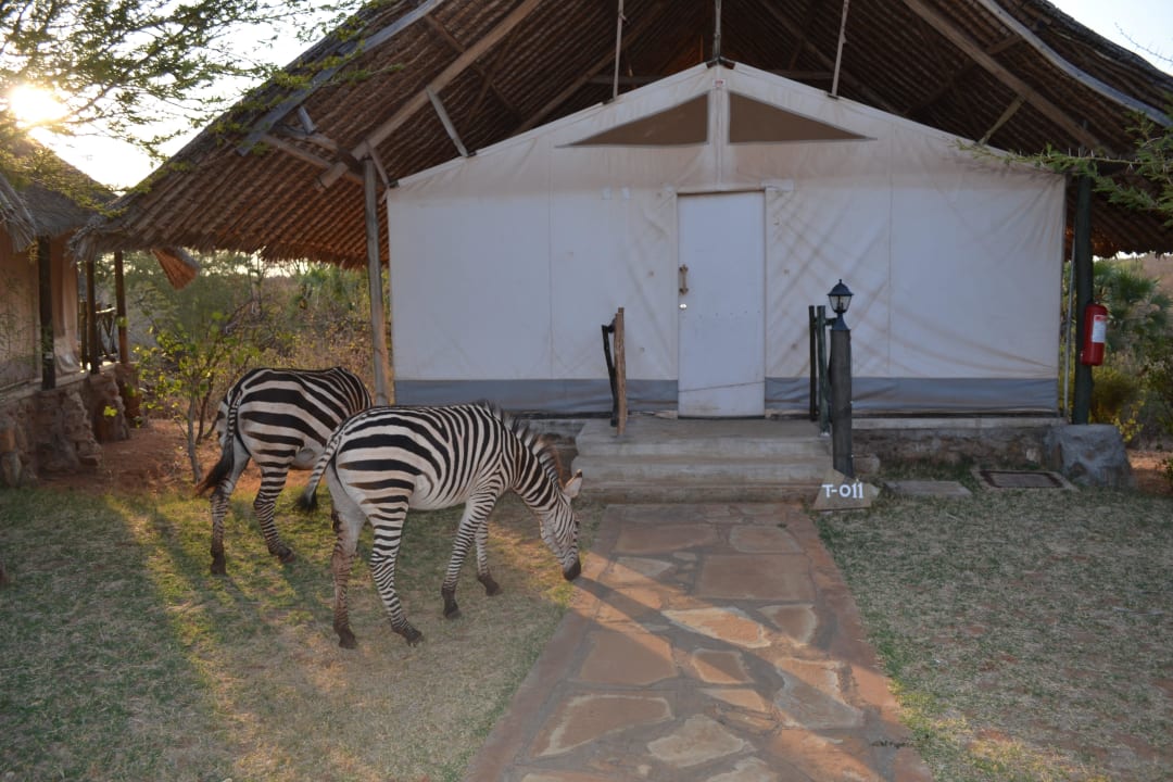 Besuch der Zebras Man Eaters Camp/Lodge