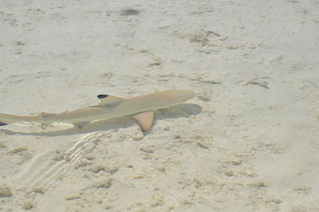 Kleiner Hai Meeru Maldives Resort Island