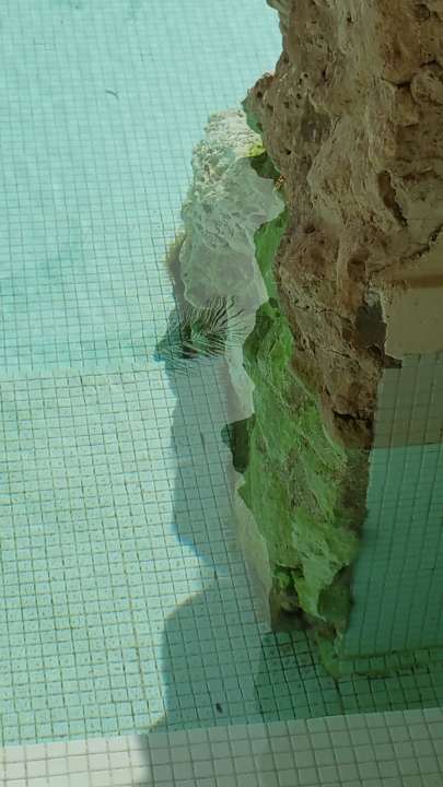 Algen soweit das Auge reicht! Ghazala Gardens