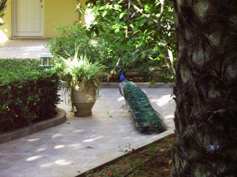 Garten mit Pfau Vantaris Luxury Beach Resort