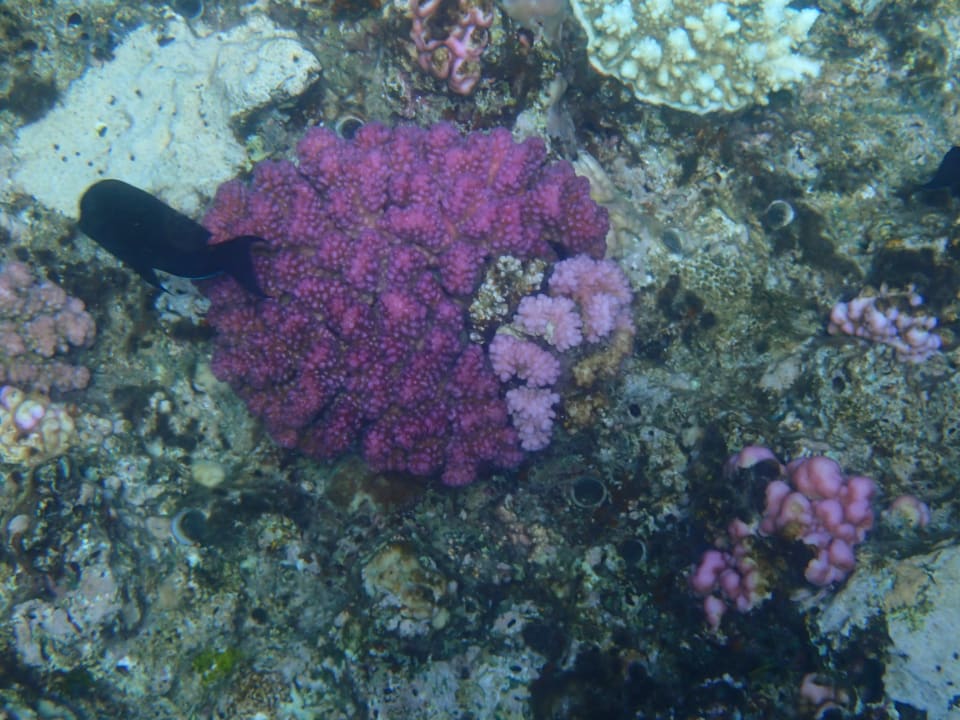 Sport & Freizeit Beach Safari Nubian Resort