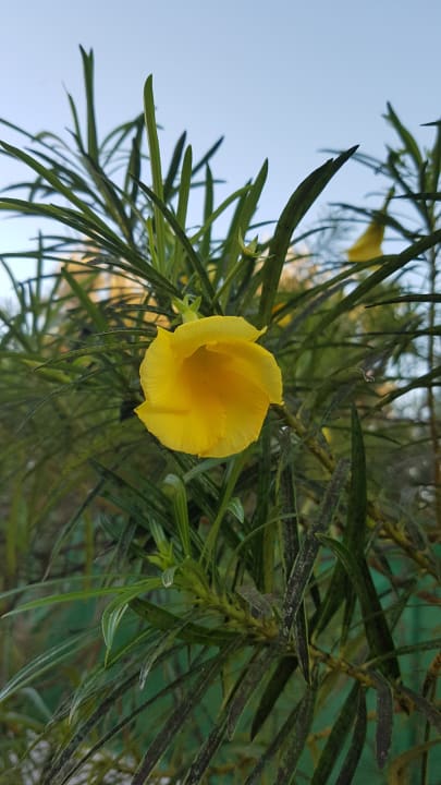 Garten Bungalows Vistaflor