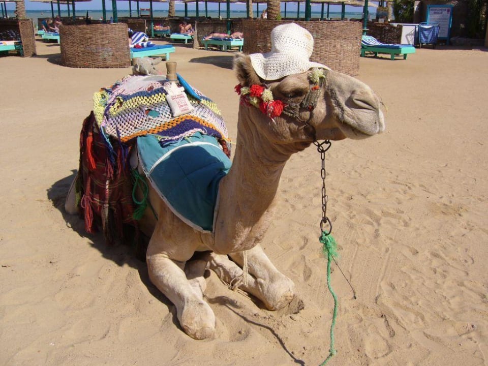 "Susi" die Strandschönheit Golden Beach Resort