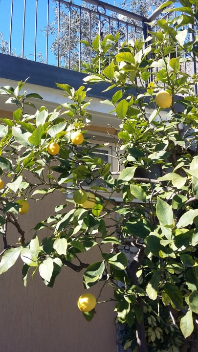 Gartenanlage Hotel Mercedes