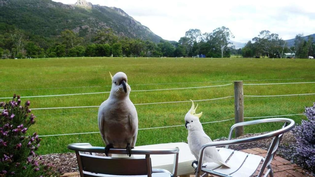 Besucher auf der Terrasse Kookaburra Motor Lodge