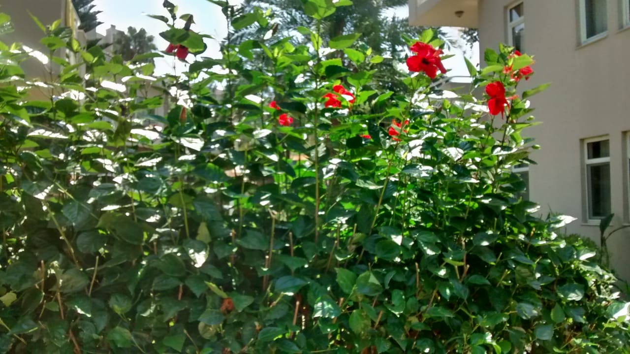 Gartenanlage Seaden Corolla Hotel