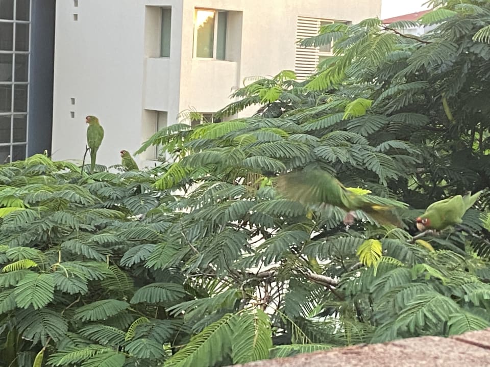 Gartenanlage Hotel Camino Real