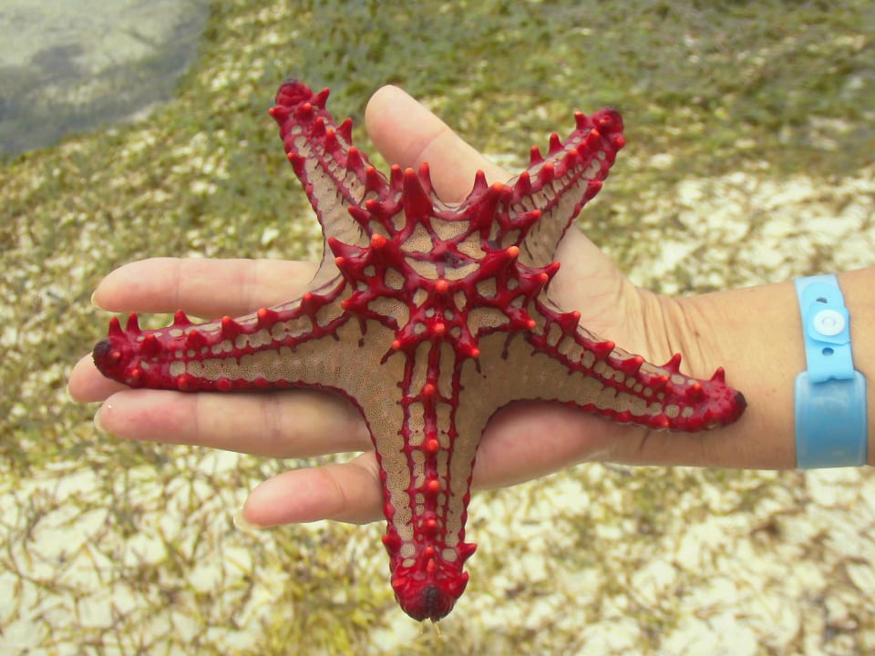 Sonstiges Hotel Papillon Lagoon Reef