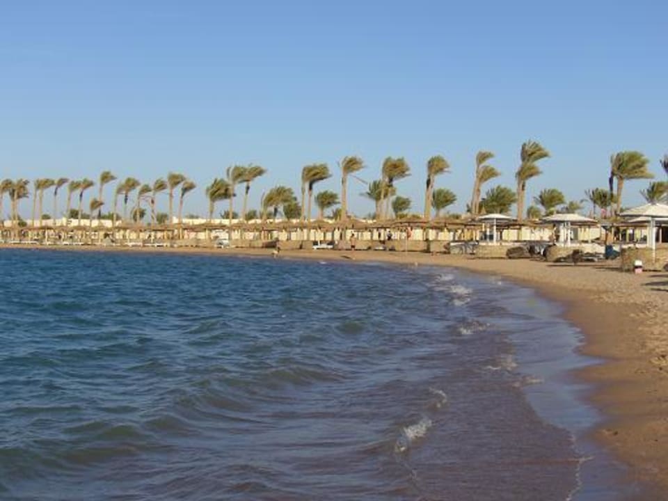 Der Hotelstrand mit vom Winde verwehten Palmen Pickalbatros Dana Beach Resort - Hurghada
