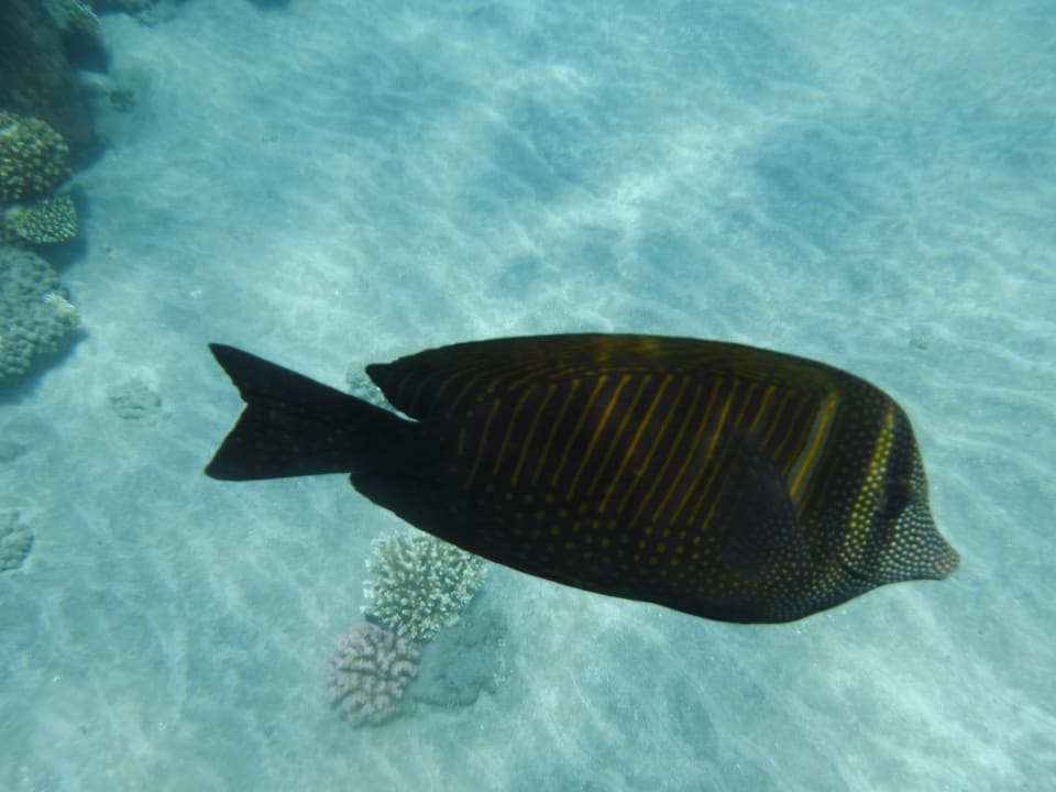 Sport & Freizeit Three Corners Sea Beach Resort