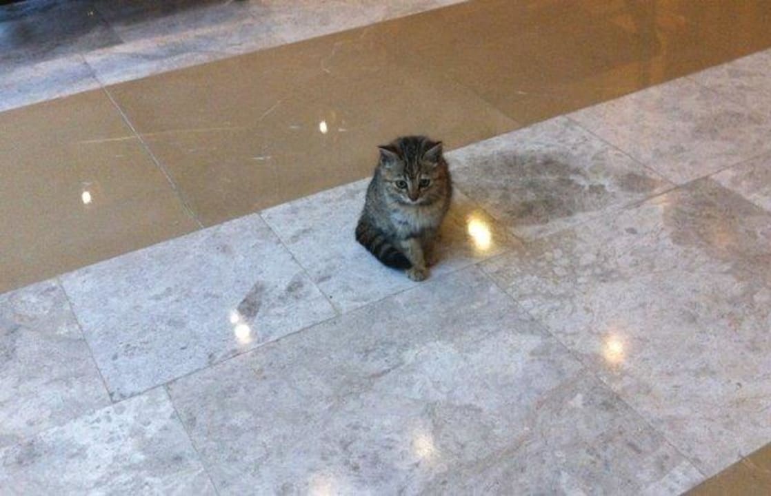 Eine der Hauskatzen Sherwood Dreams Resort