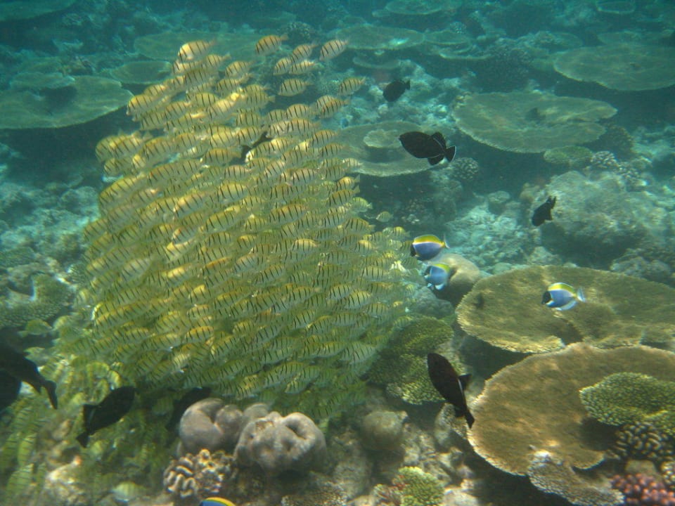 Schwarm Kuramathi Maldives