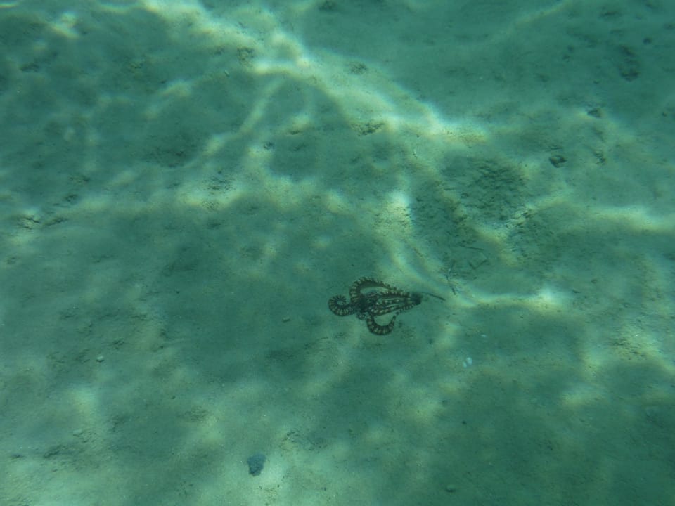 Kraken Cleopatra Luxury Resort Makadi Bay