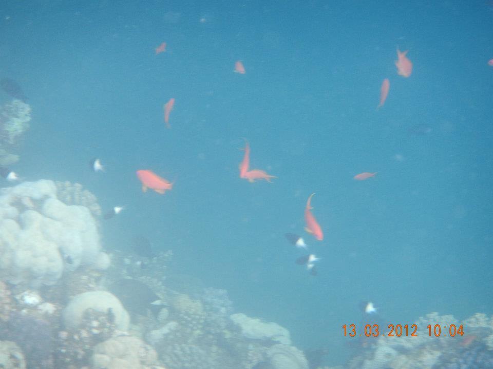 Hausriff Three Corners Sea Beach Resort