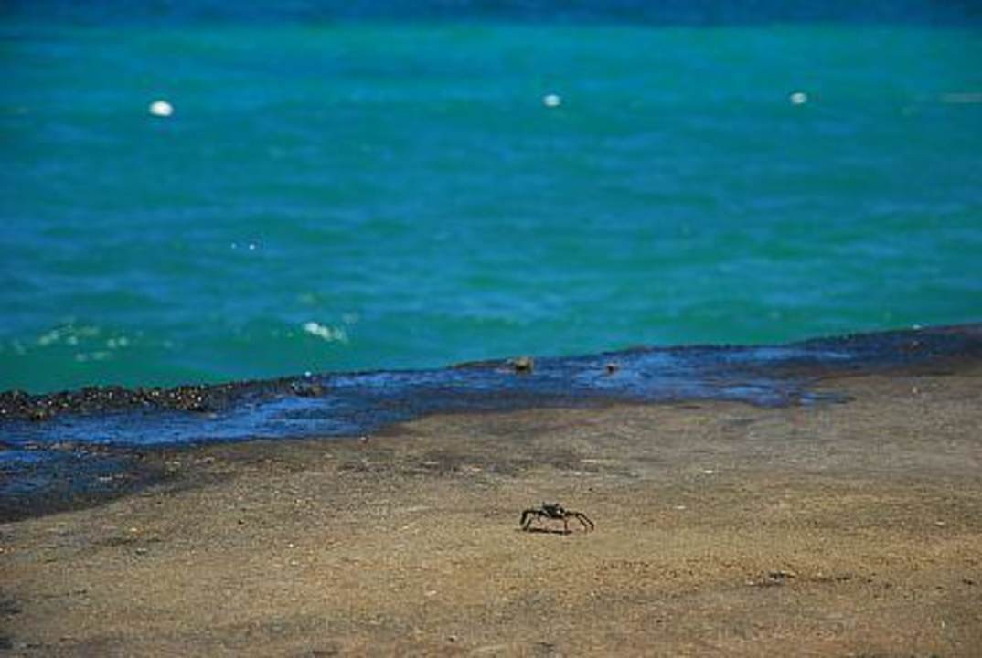 Krabbe Grand Muthu Club Caribbean Runaway Bay