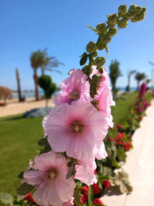 Außenansicht Gravity Hotel & Aqua Park Hurghada