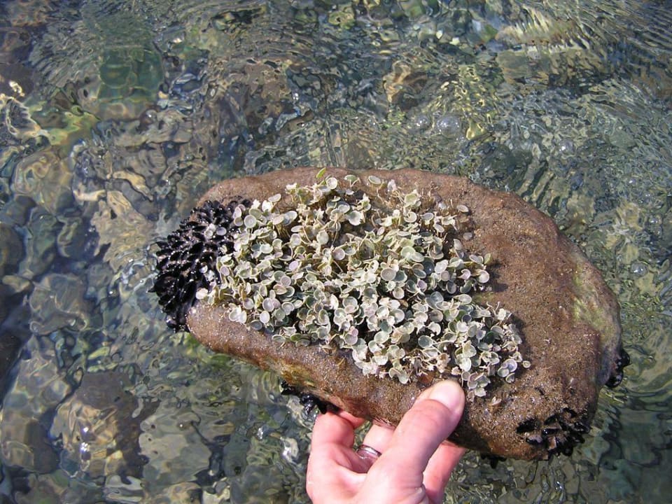 Pflanzen- und Tierwelt alltoura Club Hotel Poseidon Palace