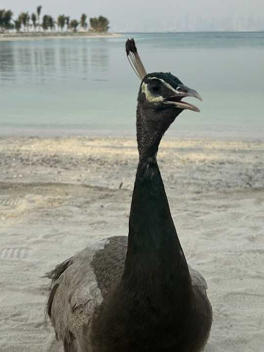 Gartenanlage Anantara World Islands Dubai Resort